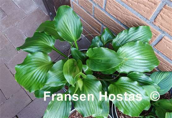 Hosta Mean Green Thing